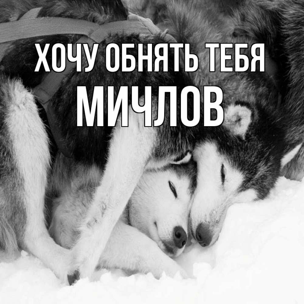Открытка на каждый день с именем, Мичлов Хочу обнять тебя собачки в упряжке Прикольная открытка с пожеланием онлайн скачать бесплатно 