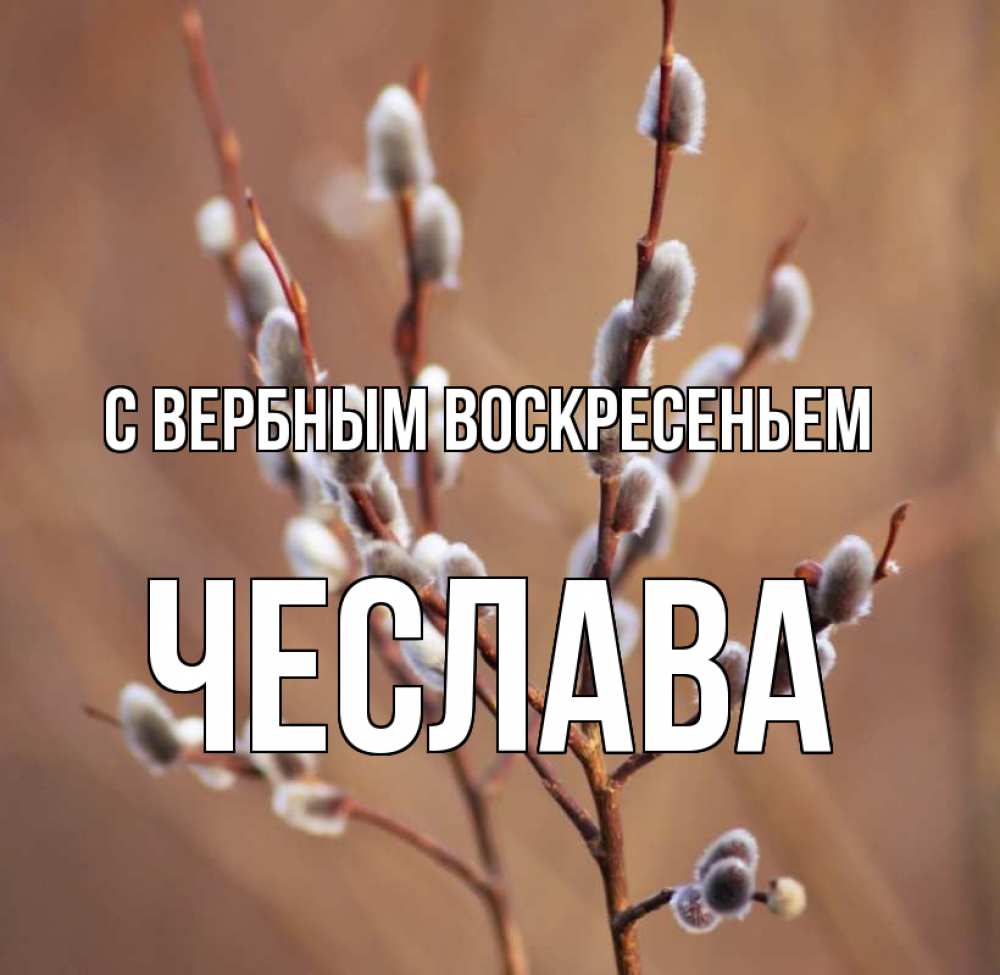 Открытка на каждый день с именем, Чеслава С вербным воскресеньем верба Прикольная открытка с пожеланием онлайн скачать бесплатно 