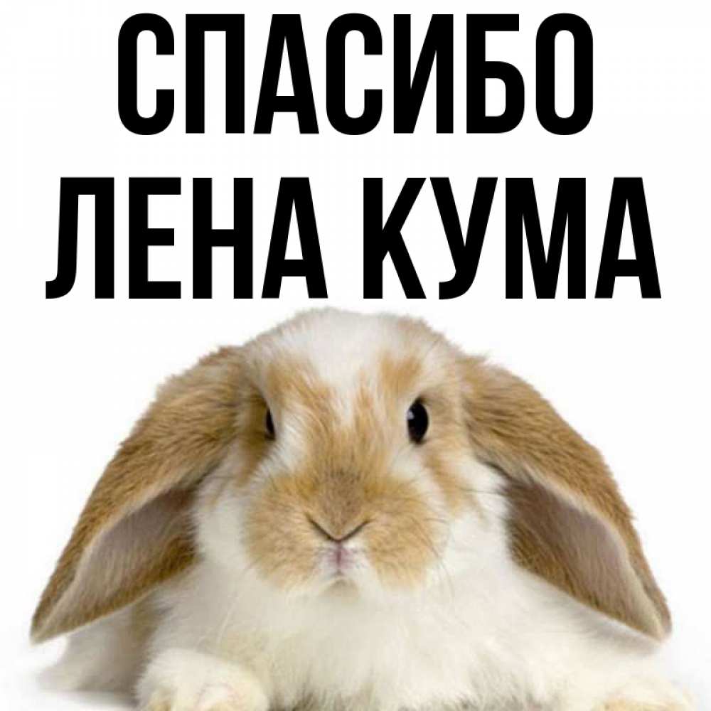Спасибо кума картинки