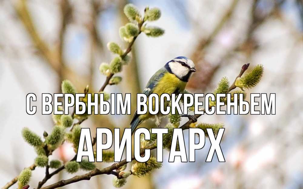 Открытка на каждый день с именем, Аристарх С вербным воскресеньем верба Прикольная открытка с пожеланием онлайн скачать бесплатно 
