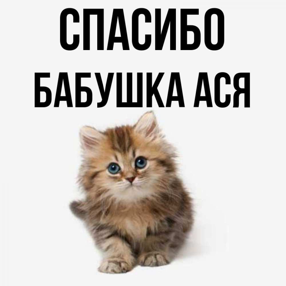 Открытка на каждый день с именем, Бабушка-Ася Спасибо пушистый котик Прикольная открытка с пожеланием онлайн скачать бесплатно 
