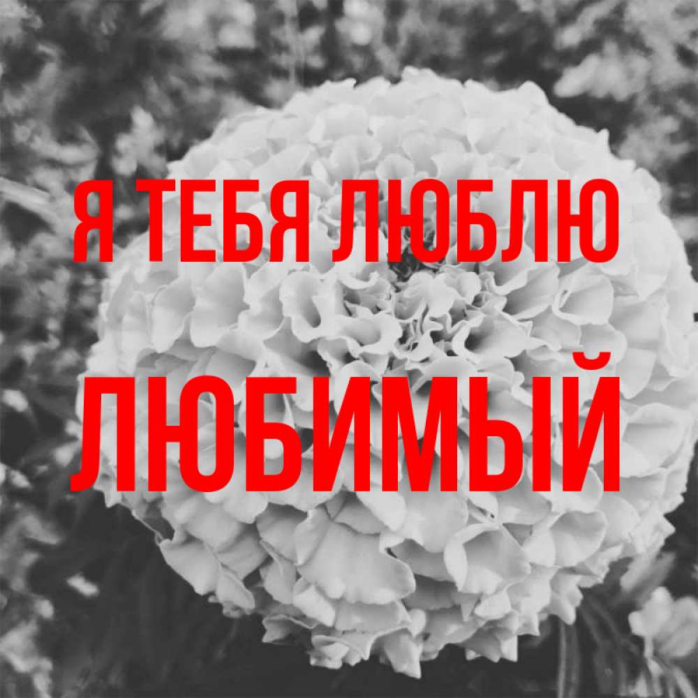 Открытка на каждый день с именем, Любимый Я тебя люблю подпись Прикольная открытка с пожеланием онлайн скачать бесплатно 