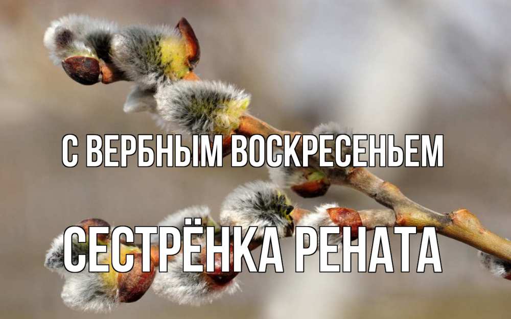 Открытка на каждый день с именем, Сестрёнка-Рената С вербным воскресеньем Верба Прикольная открытка с пожеланием онлайн скачать бесплатно 