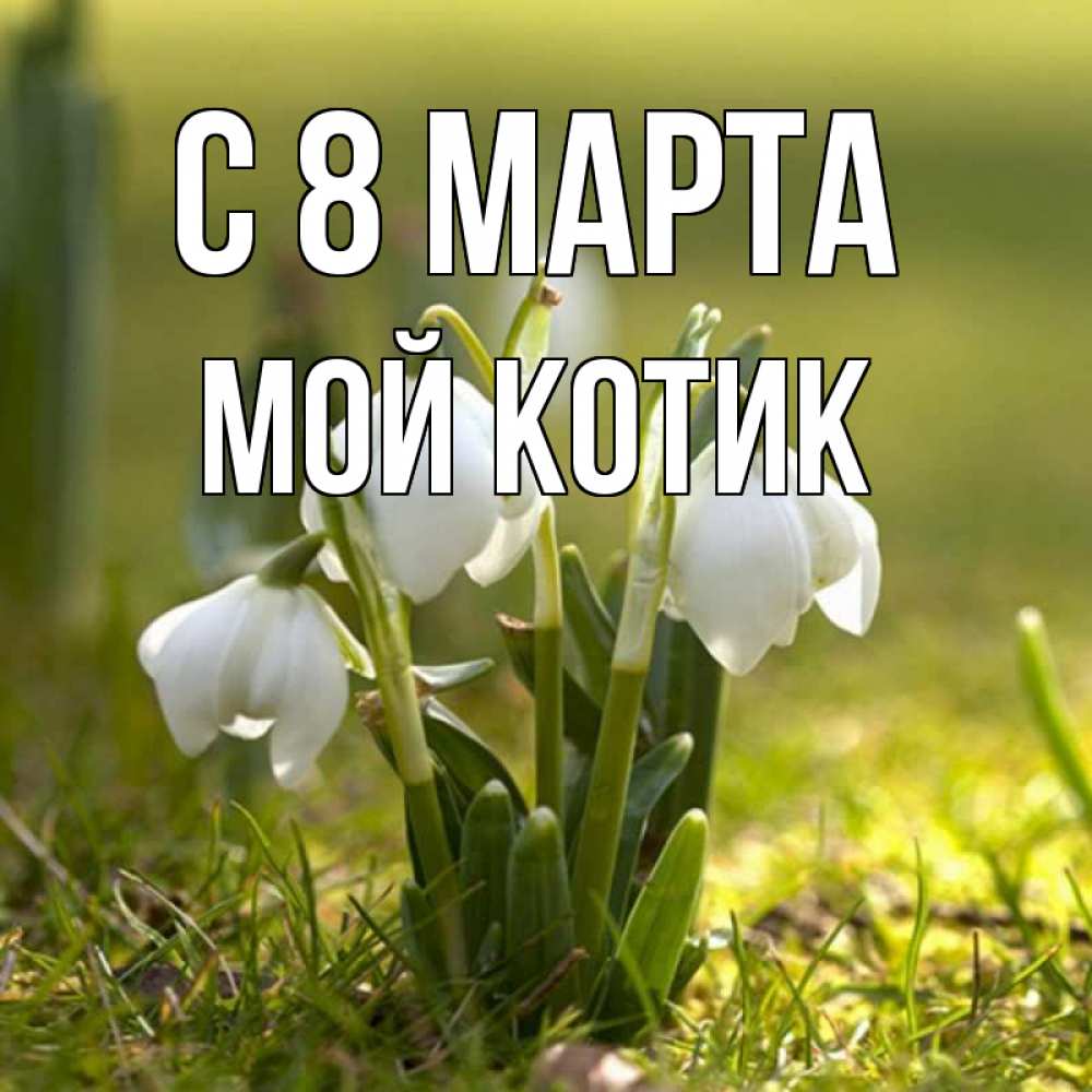 Открытка на каждый день с именем, мой-Котик С 8 МАРТА ранние цветы 2 Прикольная открытка с пожеланием онлайн скачать бесплатно 