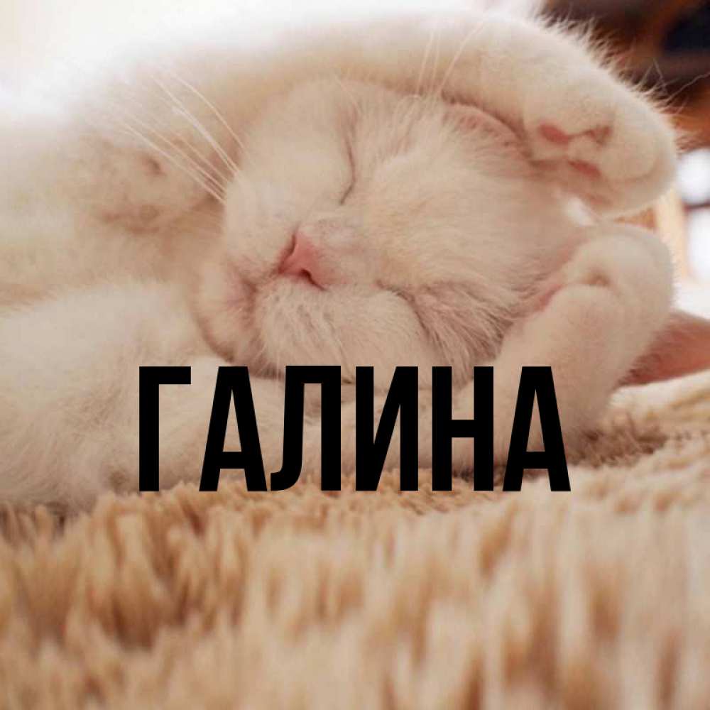 Открытка на каждый день с именем, Галина Главная Котенок спит Прикольная открытка с пожеланием онлайн скачать бесплатно 