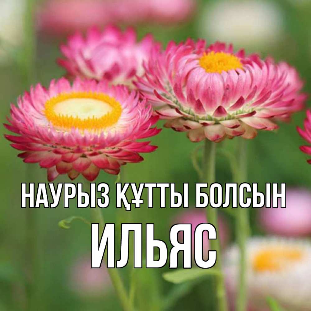Открытка на каждый день с именем, Ильяс Наурыз құтты болсын подарок на международный женский день Прикольная открытка с пожеланием онлайн скачать бесплатно 