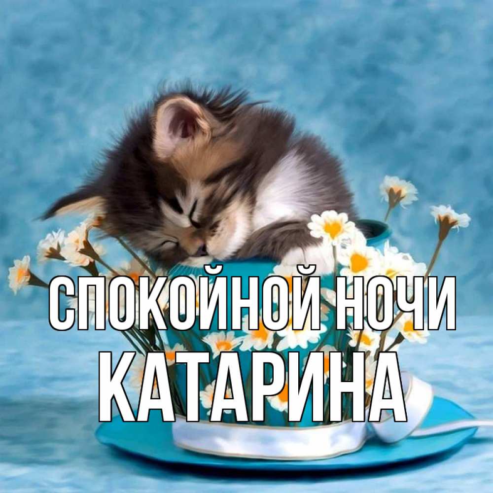 Открытка на каждый день с именем, Катарина Спокойной ночи котенок спит в кружке с блюдцем Прикольная открытка с пожеланием онлайн скачать бесплатно 