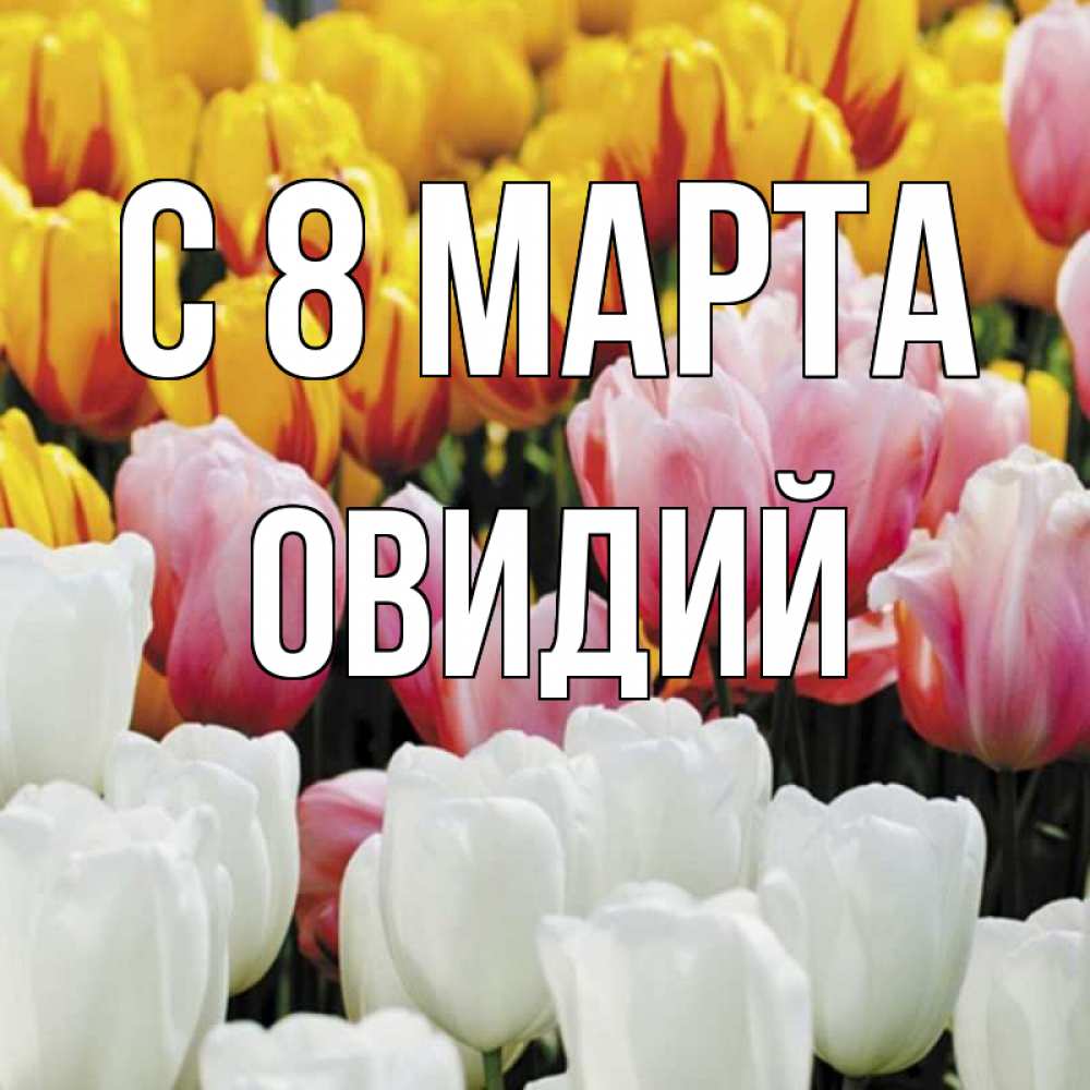 Открытка на каждый день с именем, Овидий С 8 МАРТА разноцветные цветы Прикольная открытка с пожеланием онлайн скачать бесплатно 