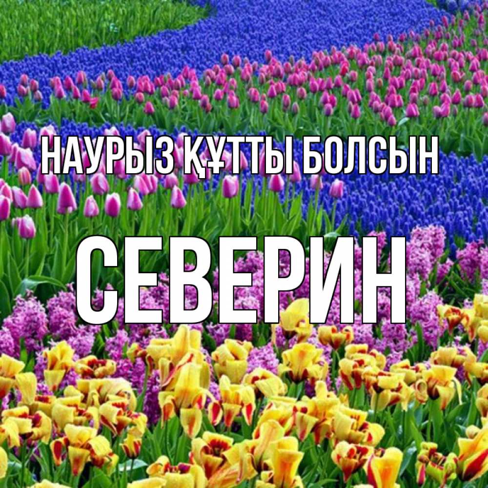 Открытка на каждый день с именем, Северин Наурыз құтты болсын цветы Прикольная открытка с пожеланием онлайн скачать бесплатно 