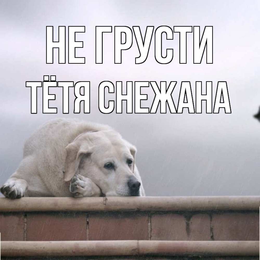 Открытка на каждый день с именем, Тётя-Снежана Не грусти белый пес 1 Прикольная открытка с пожеланием онлайн скачать бесплатно 