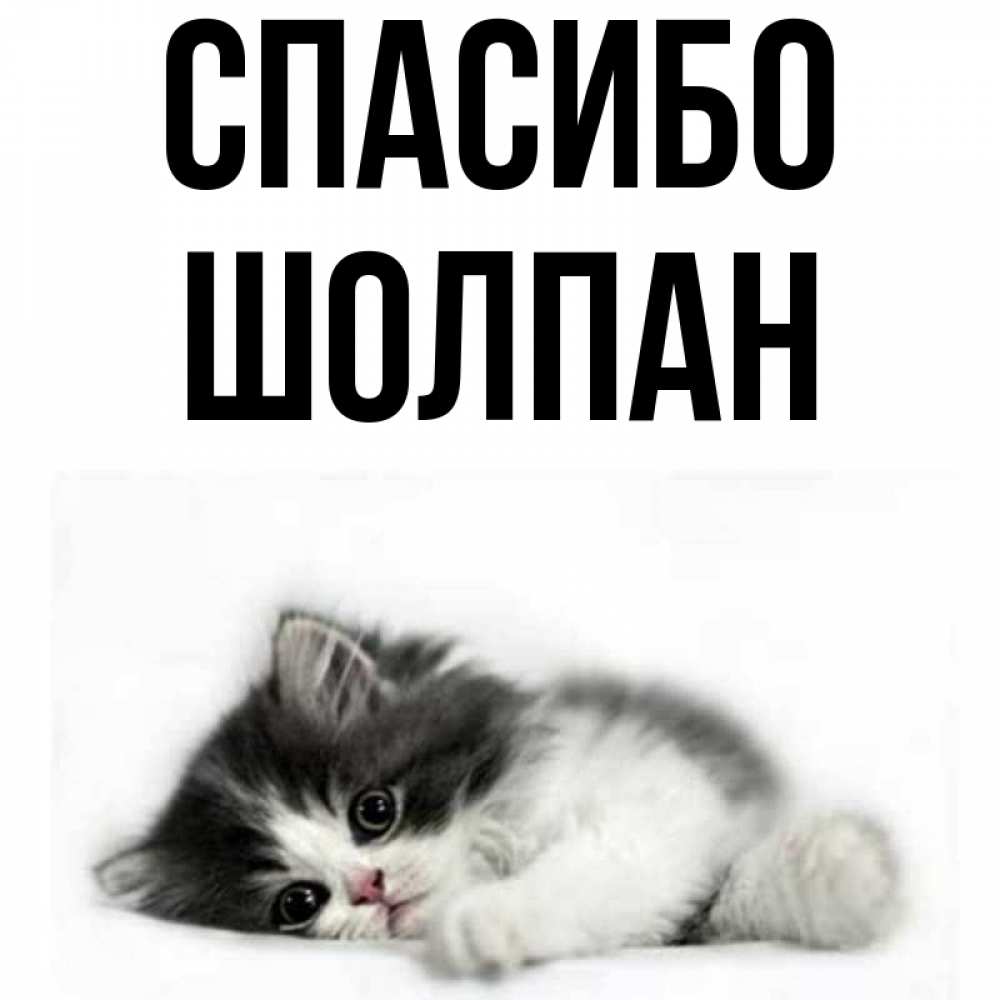 Открытка на каждый день с именем, Шолпан Спасибо черный и белый кот Прикольная открытка с пожеланием онлайн скачать бесплатно 