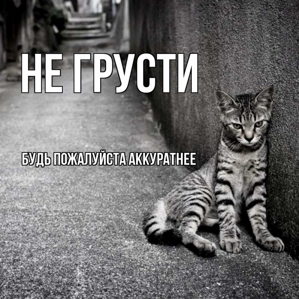 Открытка на каждый день с именем, БУДЬ-ПОЖАЛУЙСТА-АККУРАТНЕЕ Не грусти скучающий котик Прикольная открытка с пожеланием онлайн скачать бесплатно 