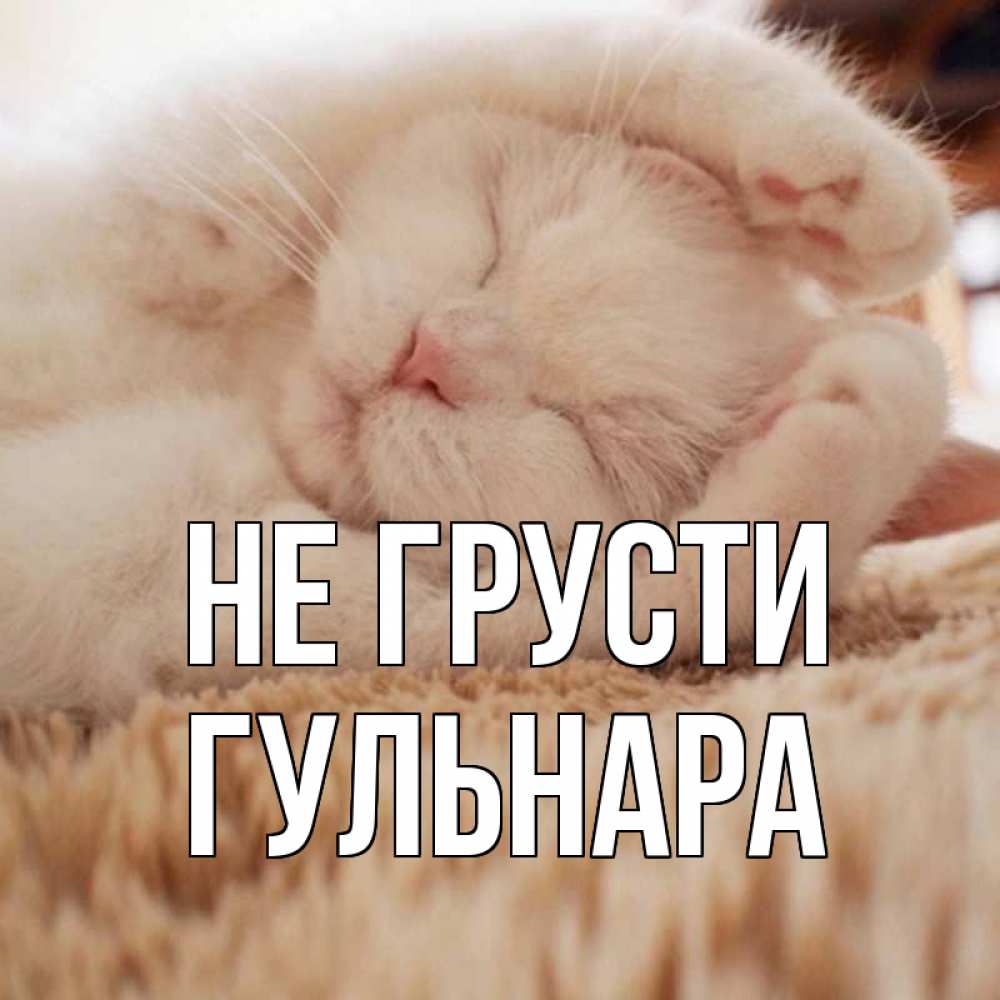 Открытка на каждый день с именем, Гульнара Не грусти белый кот Прикольная открытка с пожеланием онлайн скачать бесплатно 
