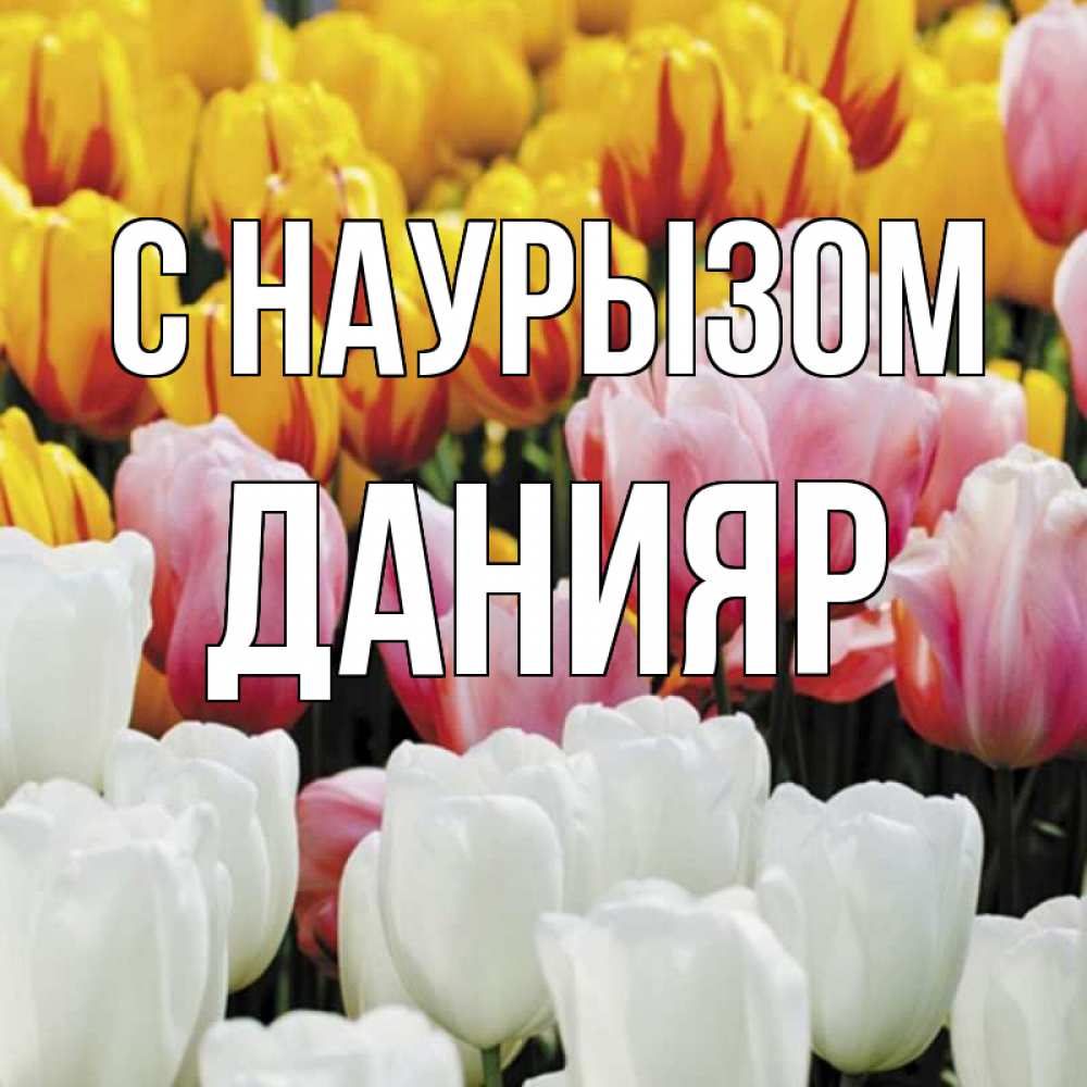 Открытка на каждый день с именем, Данияр С наурызом разноцветные цветы Прикольная открытка с пожеланием онлайн скачать бесплатно 