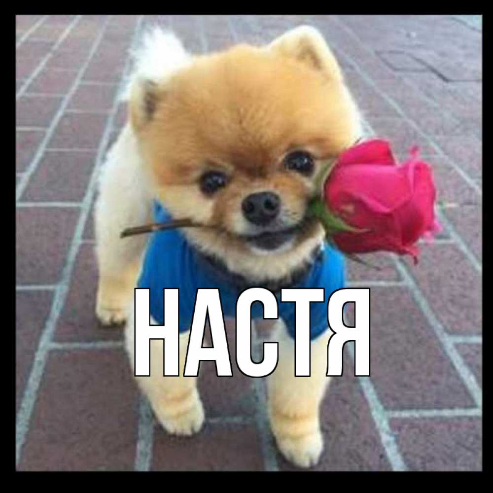 Открытка на каждый день с именем, Настя Главная роза в зубах у собаки Прикольная открытка с пожеланием онлайн скачать бесплатно 