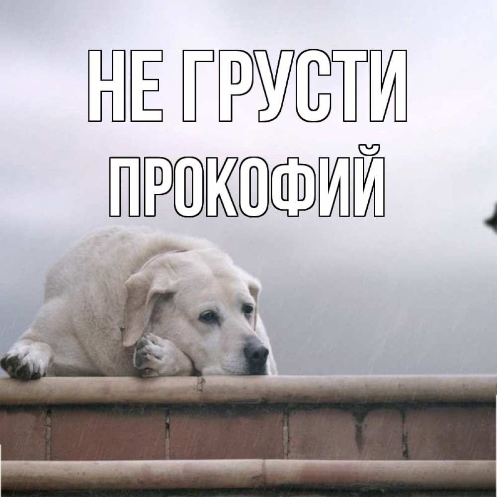 Открытка на каждый день с именем, Прокофий Не грусти белый пес 1 Прикольная открытка с пожеланием онлайн скачать бесплатно 