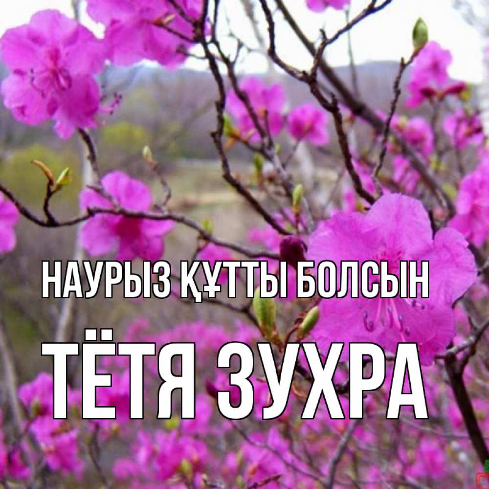 Открытка на каждый день с именем, Тётя-Зухра Наурыз құтты болсын наурыз мейрамы кутты болсын Прикольная открытка с пожеланием онлайн скачать бесплатно 