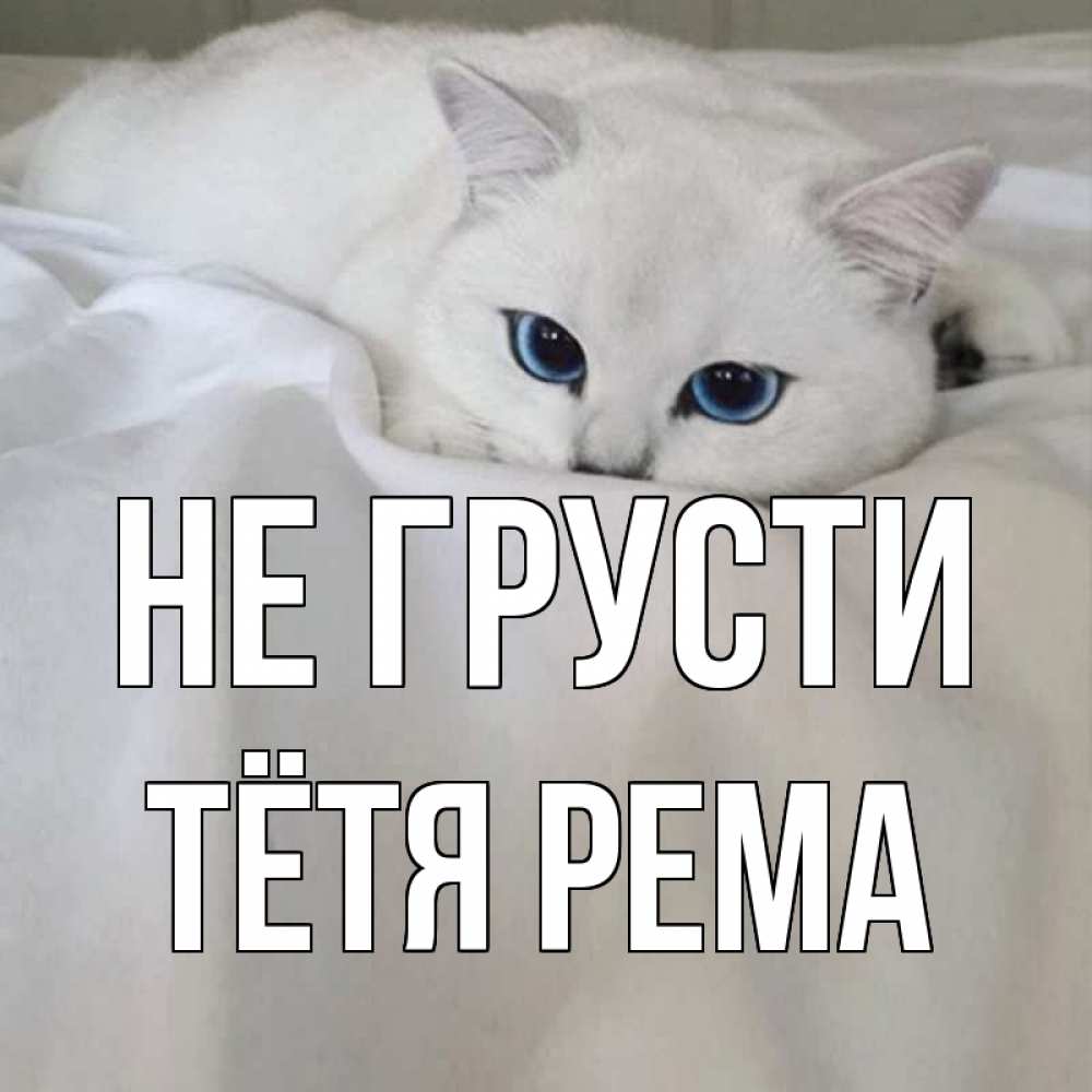 Открытка на каждый день с именем, Тётя-Рема Не грусти белый кот с голубыми глазами на белоснежной кровати Прикольная открытка с пожеланием онлайн скачать бесплатно 