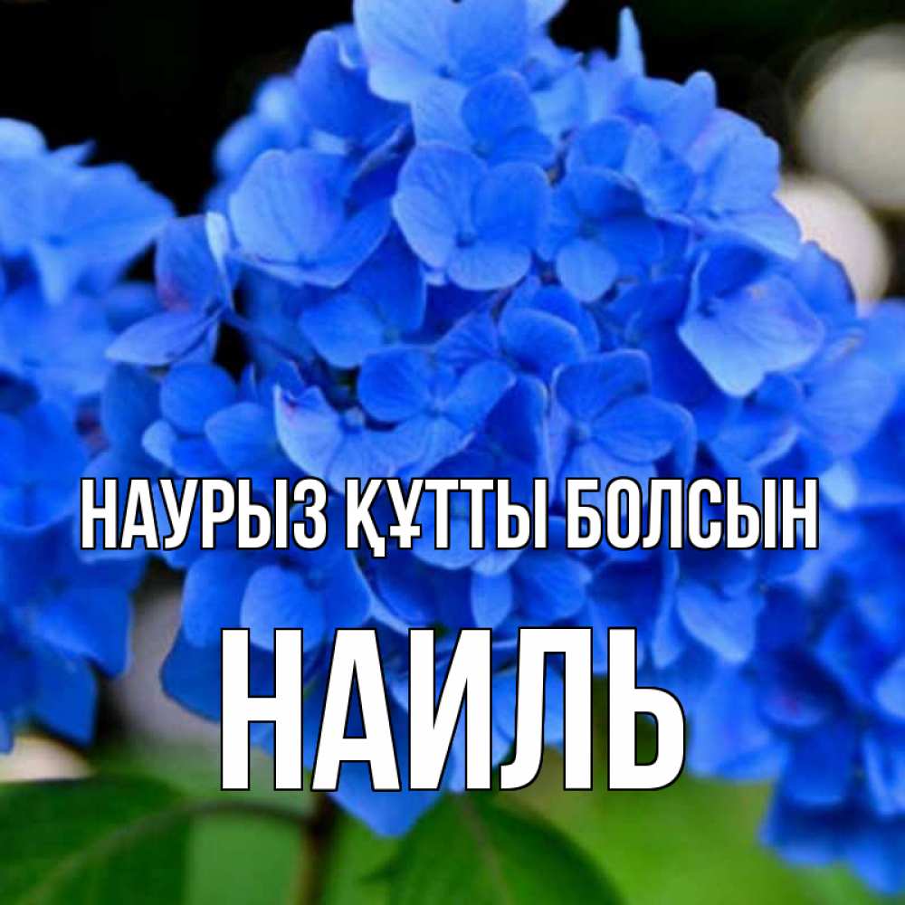 Открытка на каждый день с именем, Наиль Наурыз құтты болсын синие цветы Прикольная открытка с пожеланием онлайн скачать бесплатно 