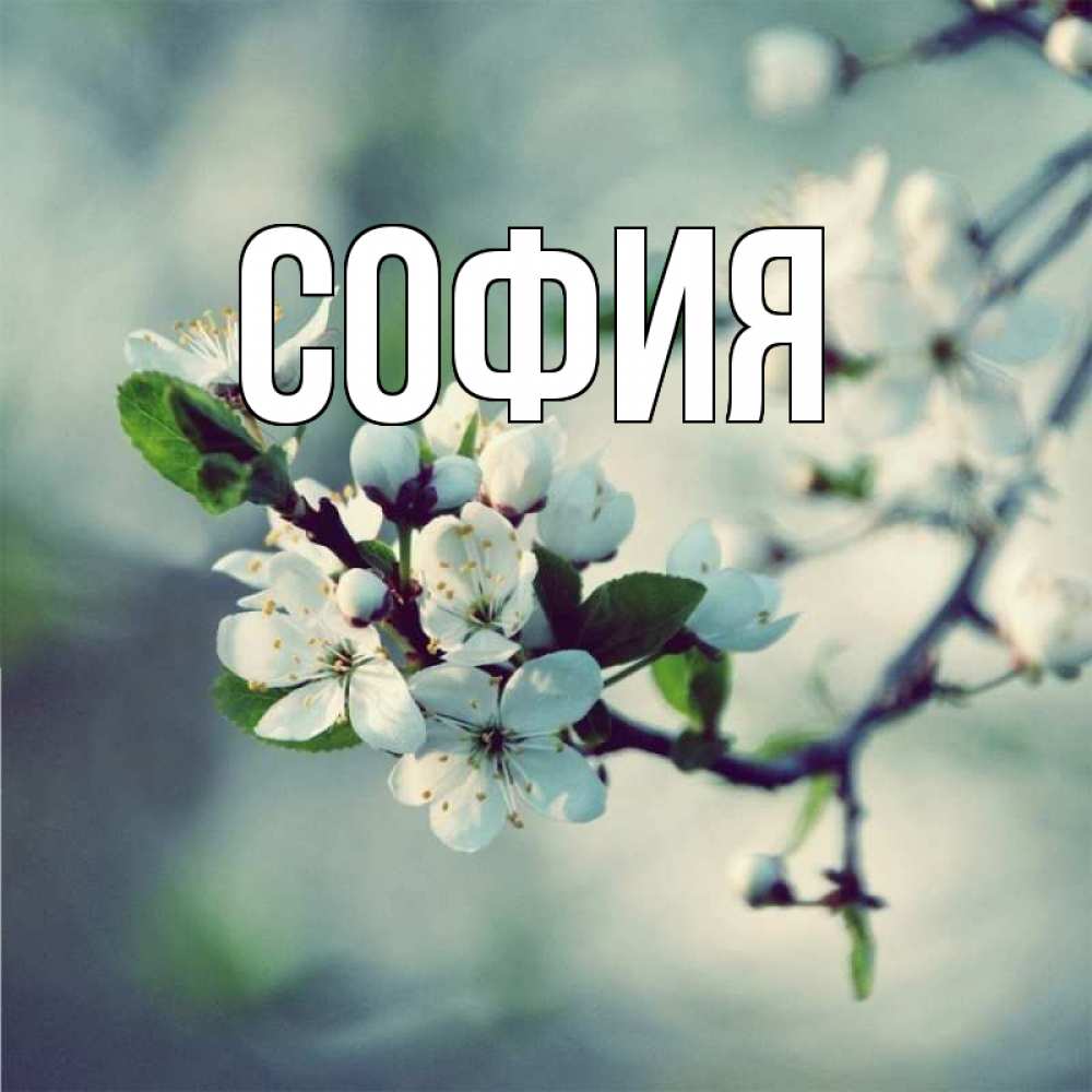 Открытка на каждый день с именем, София Главная яблоня в цвету 1 Прикольная открытка с пожеланием онлайн скачать бесплатно 