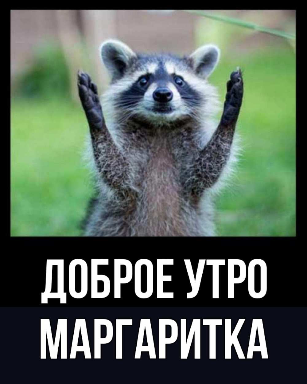 Открытка на каждый день с именем, МАРГАРИТКА Доброе утро хорошее настроение утречком Прикольная открытка с пожеланием онлайн скачать бесплатно 