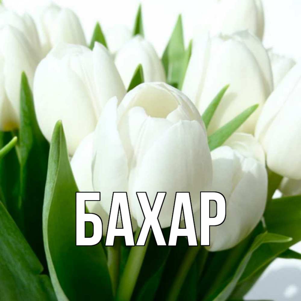 Открытка на каждый день с именем, Бахар Главная цветы Прикольная открытка с пожеланием онлайн скачать бесплатно 