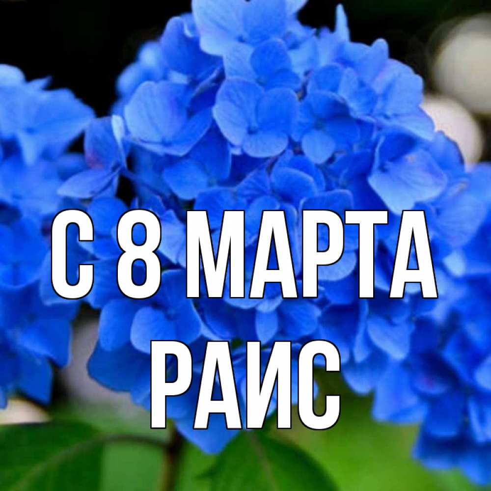 Открытка на каждый день с именем, Раис С 8 МАРТА синие цветы Прикольная открытка с пожеланием онлайн скачать бесплатно 