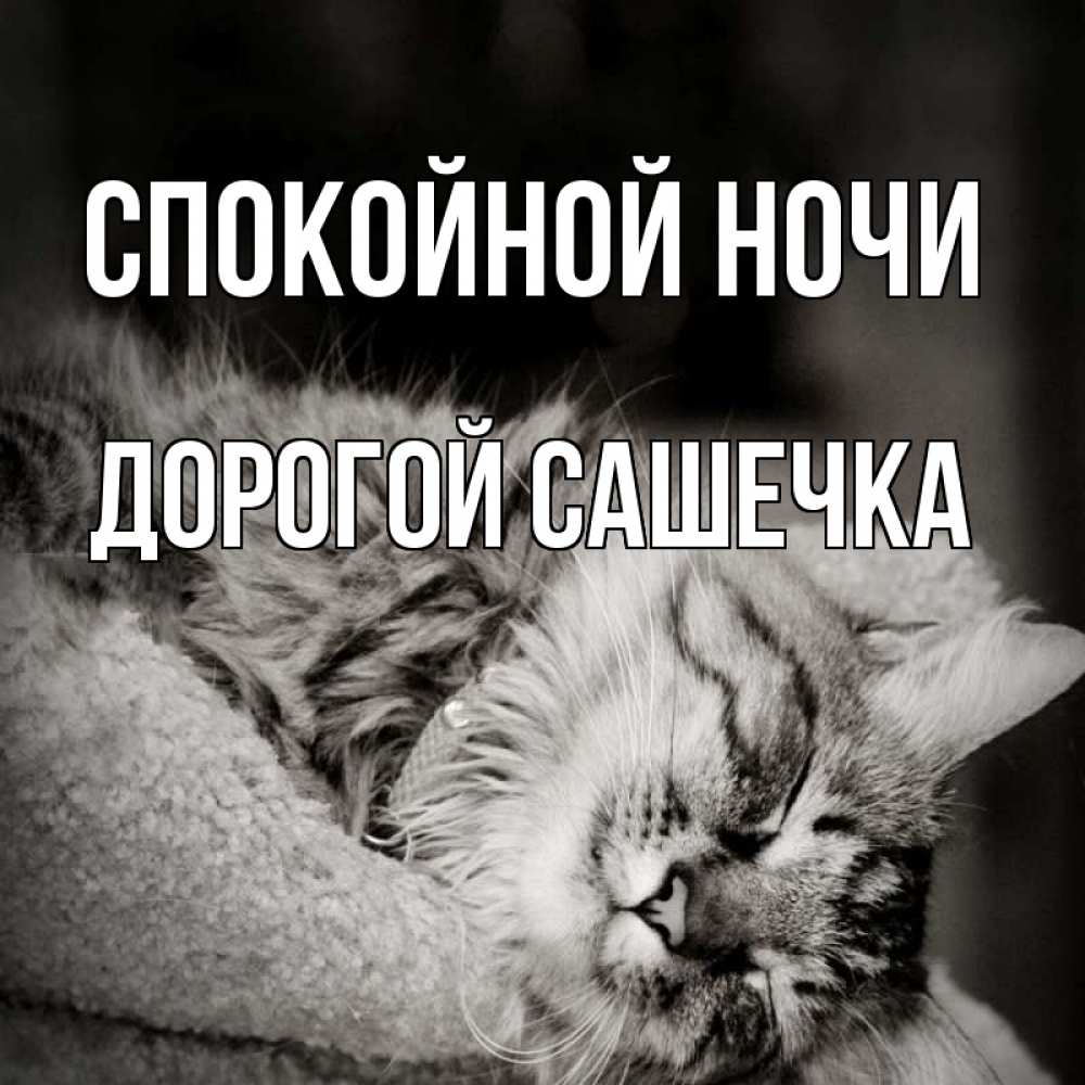 Спокойной ночи мой котик