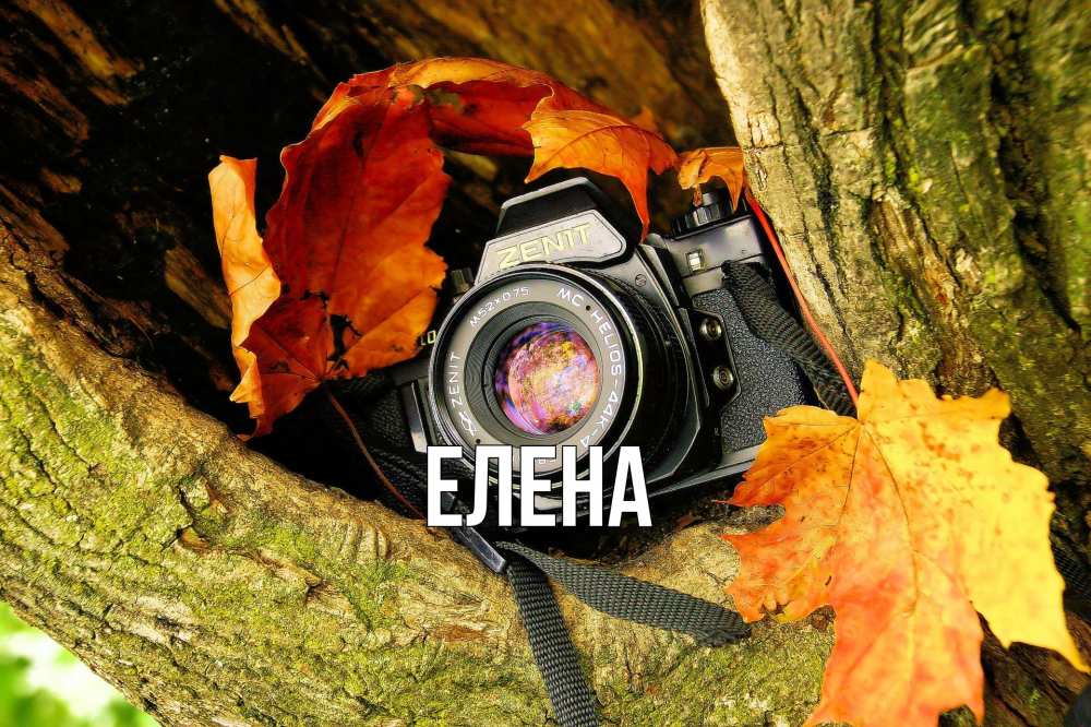 Открытка на каждый день с именем, Елена Главная с днем фотографа 1 Прикольная открытка с пожеланием онлайн скачать бесплатно 