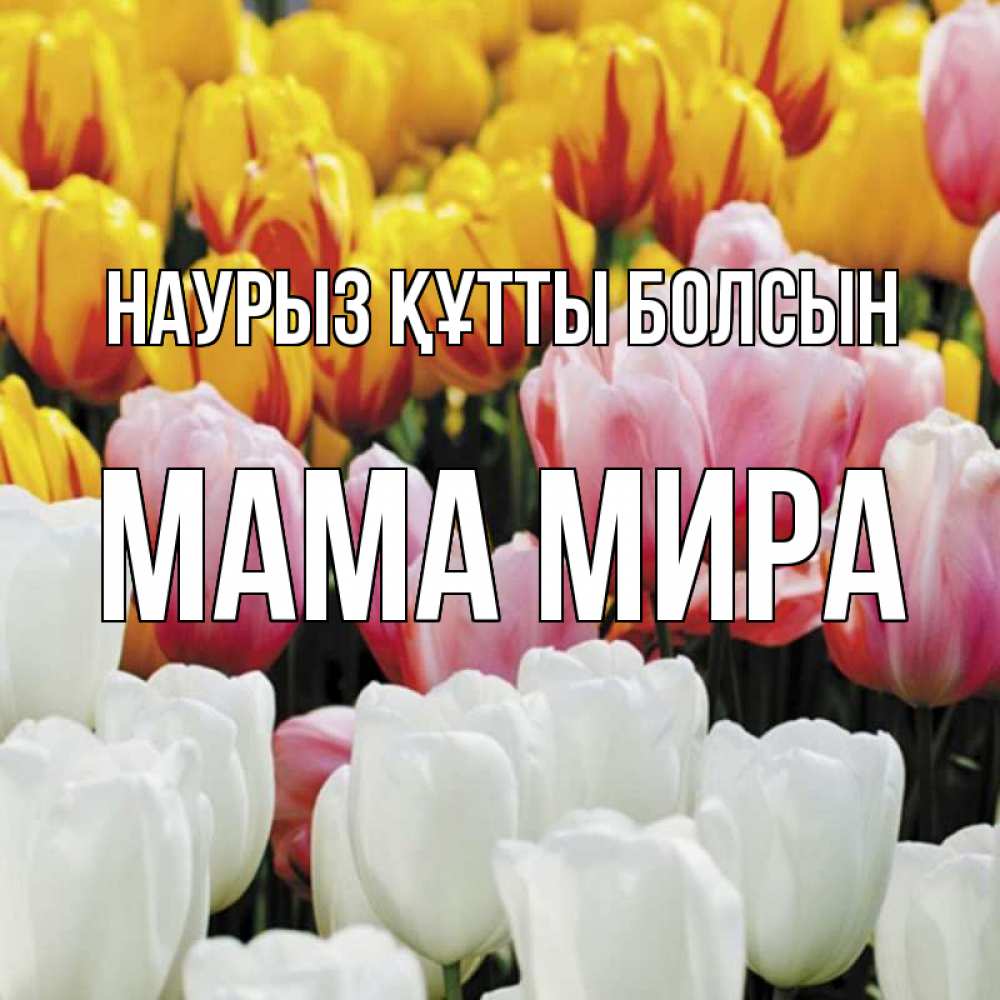 Открытка на каждый день с именем, Мама-Мира Наурыз құтты болсын разноцветные цветы Прикольная открытка с пожеланием онлайн скачать бесплатно 