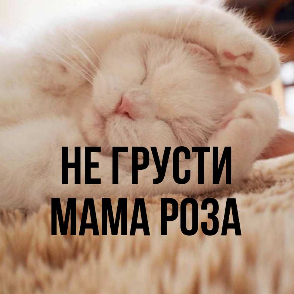 Открытка на каждый день с именем, Мама-Роза Не грусти Котенок спит Прикольная открытка с пожеланием онлайн скачать бесплатно 