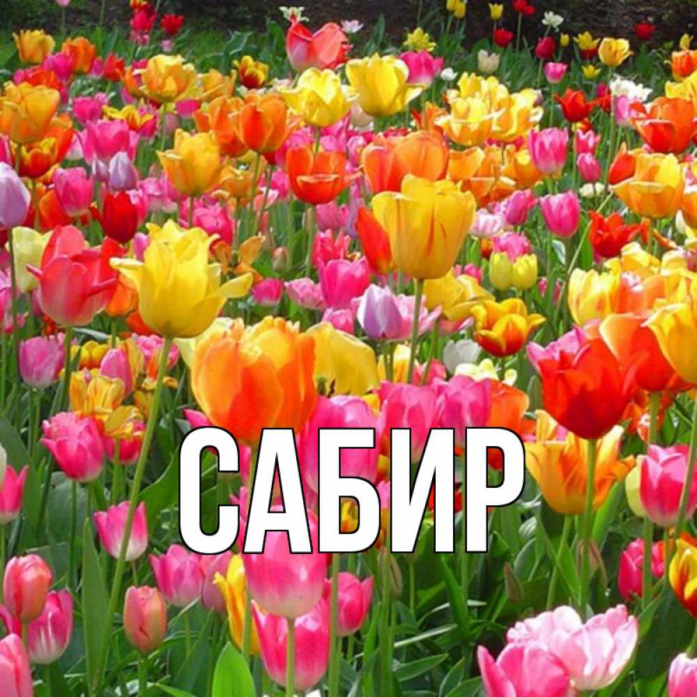 Открытка на каждый день с именем, Сабир Главная на наурыз  ура ура Прикольная открытка с пожеланием онлайн скачать бесплатно 
