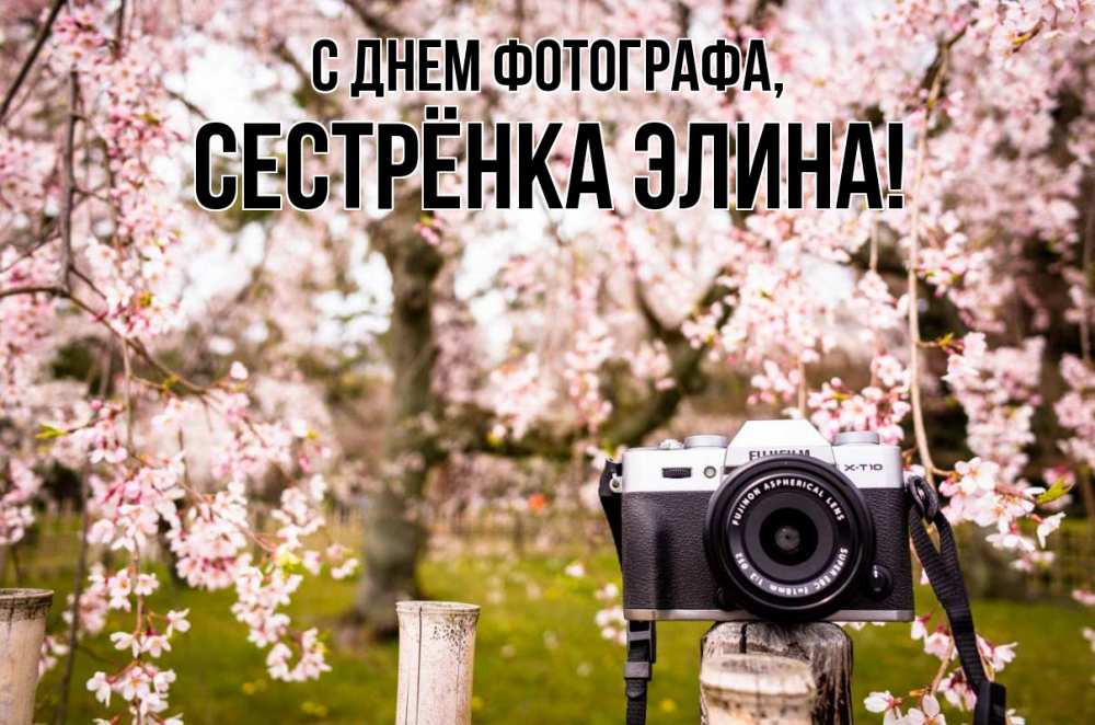 Открытка на каждый день с именем, Сестрёнка-Элина С днем фотографа сирень с днем фотографа, фотоаппарат Прикольная открытка с пожеланием онлайн скачать бесплатно 