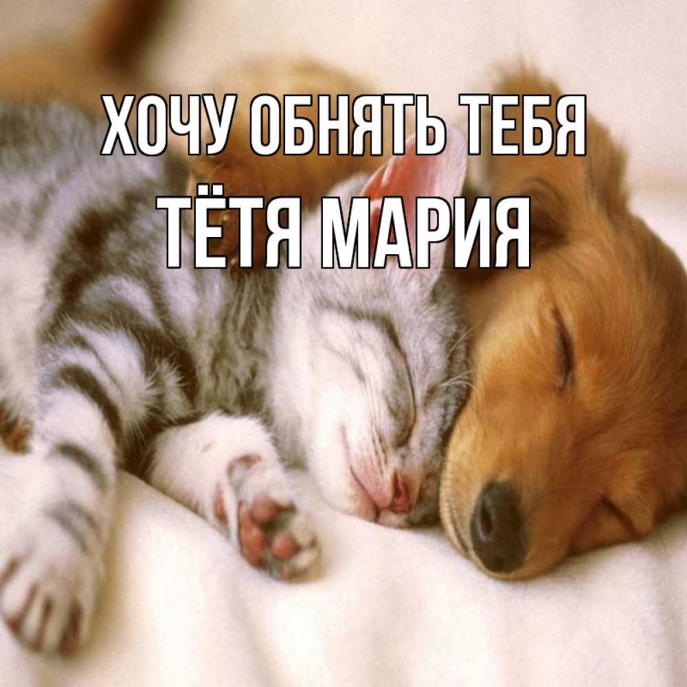 Открытка на каждый день с именем, Тётя-Мария Хочу обнять тебя пес и котенок Прикольная открытка с пожеланием онлайн скачать бесплатно 
