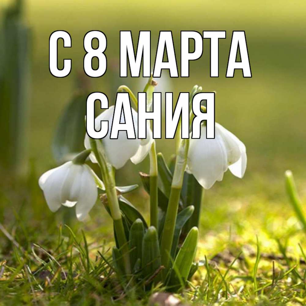 Открытка на каждый день с именем, Сания С 8 марта ранние цветы 2 Прикольная открытка с пожеланием онлайн скачать бесплатно 