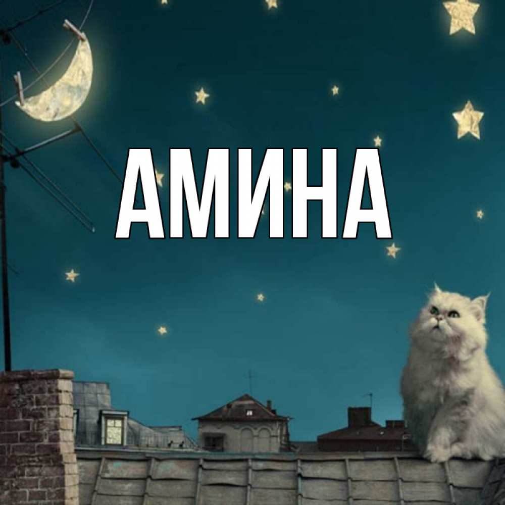Открытка на каждый день с именем, Амина Главная белый кот сидит на крыше Прикольная открытка с пожеланием онлайн скачать бесплатно 
