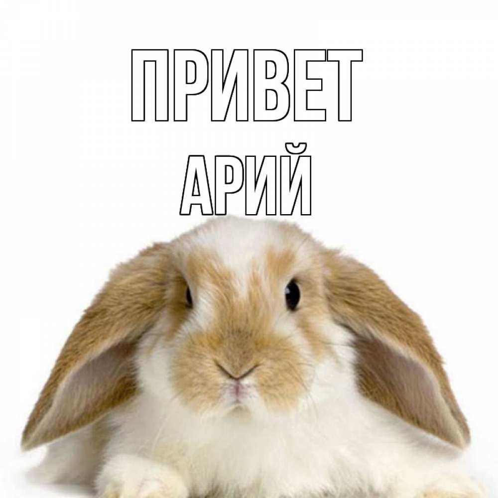 Открытка на каждый день с именем, Арий Привет с животными Прикольная открытка с пожеланием онлайн скачать бесплатно 