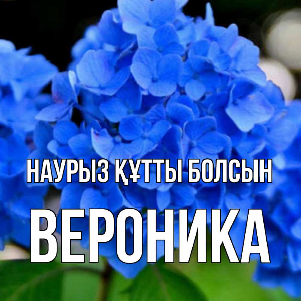 Открытка на каждый день с именем, Вероника Наурыз құтты болсын синие цветы Прикольная открытка с пожеланием онлайн скачать бесплатно 