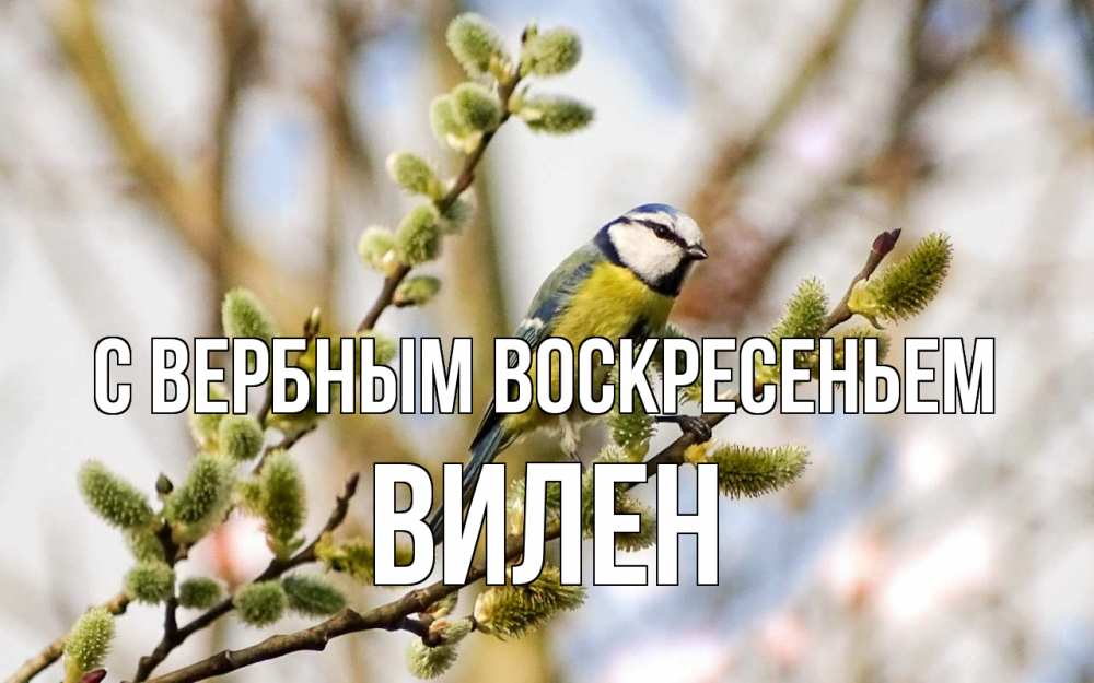 Открытка на каждый день с именем, Вилен С вербным воскресеньем верба Прикольная открытка с пожеланием онлайн скачать бесплатно 
