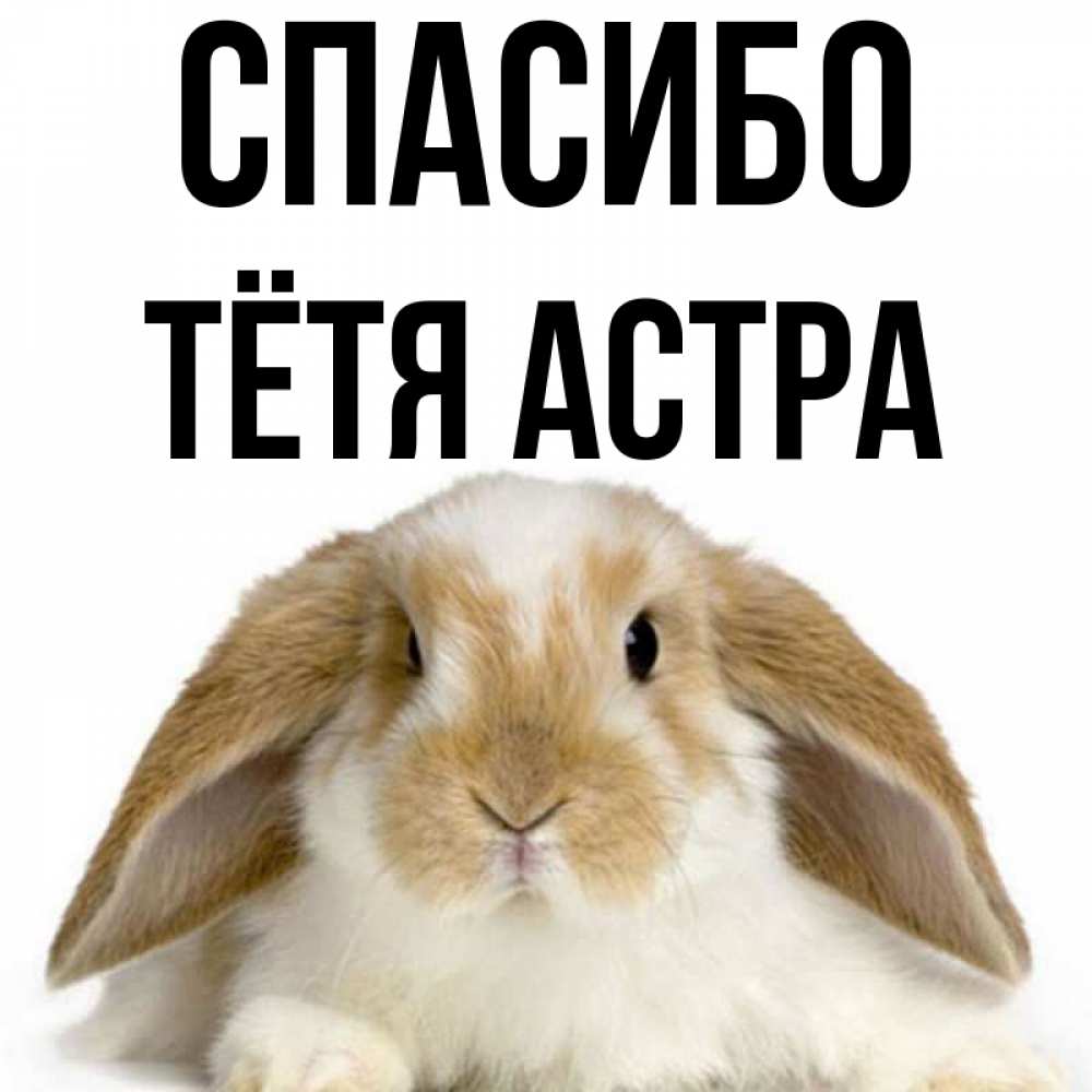 Открытка на каждый день с именем, Тётя-Астра Спасибо коричнево белый заяц Прикольная открытка с пожеланием онлайн скачать бесплатно 