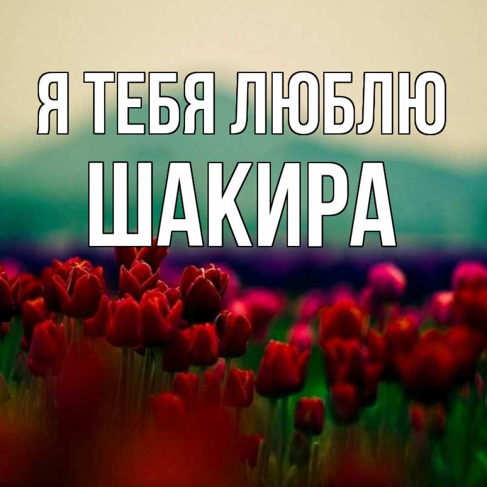 Открытка на каждый день с именем, Шакира Я тебя люблю тюльпаны 4 Прикольная открытка с пожеланием онлайн скачать бесплатно 