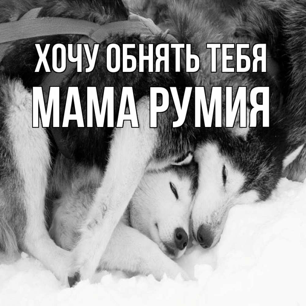 Открытка на каждый день с именем, Мама-Румия Хочу обнять тебя собачки в упряжке Прикольная открытка с пожеланием онлайн скачать бесплатно 