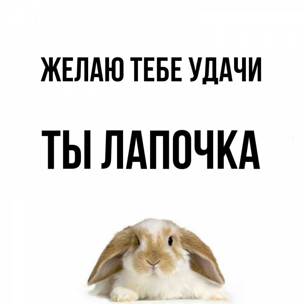 Ты лапочка картинки