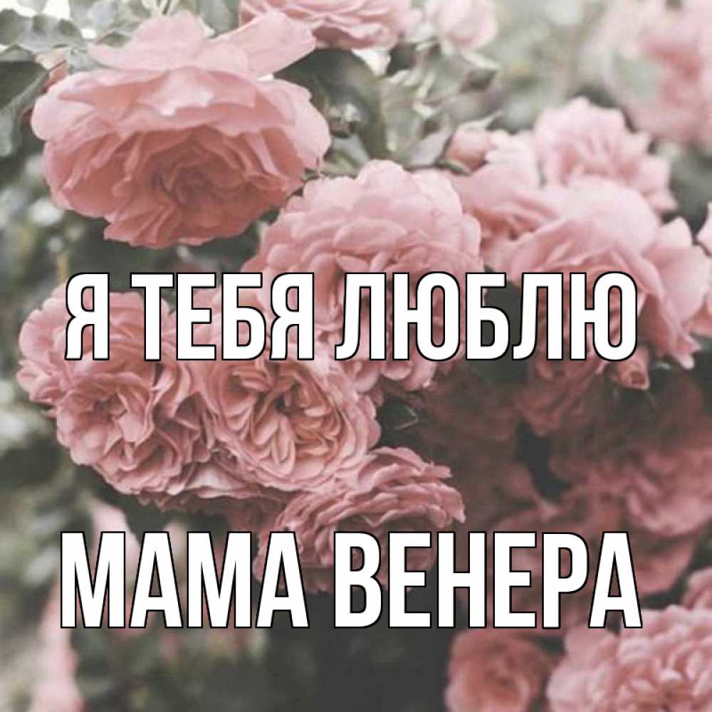 Открытка на каждый день с именем, Мама-Венера Я тебя люблю розы 3 Прикольная открытка с пожеланием онлайн скачать бесплатно 