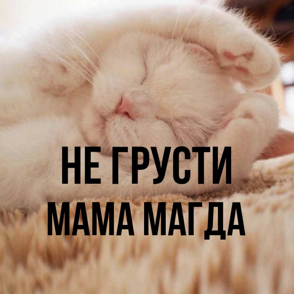 Открытка на каждый день с именем, Мама-Магда Не грусти Котенок спит Прикольная открытка с пожеланием онлайн скачать бесплатно 