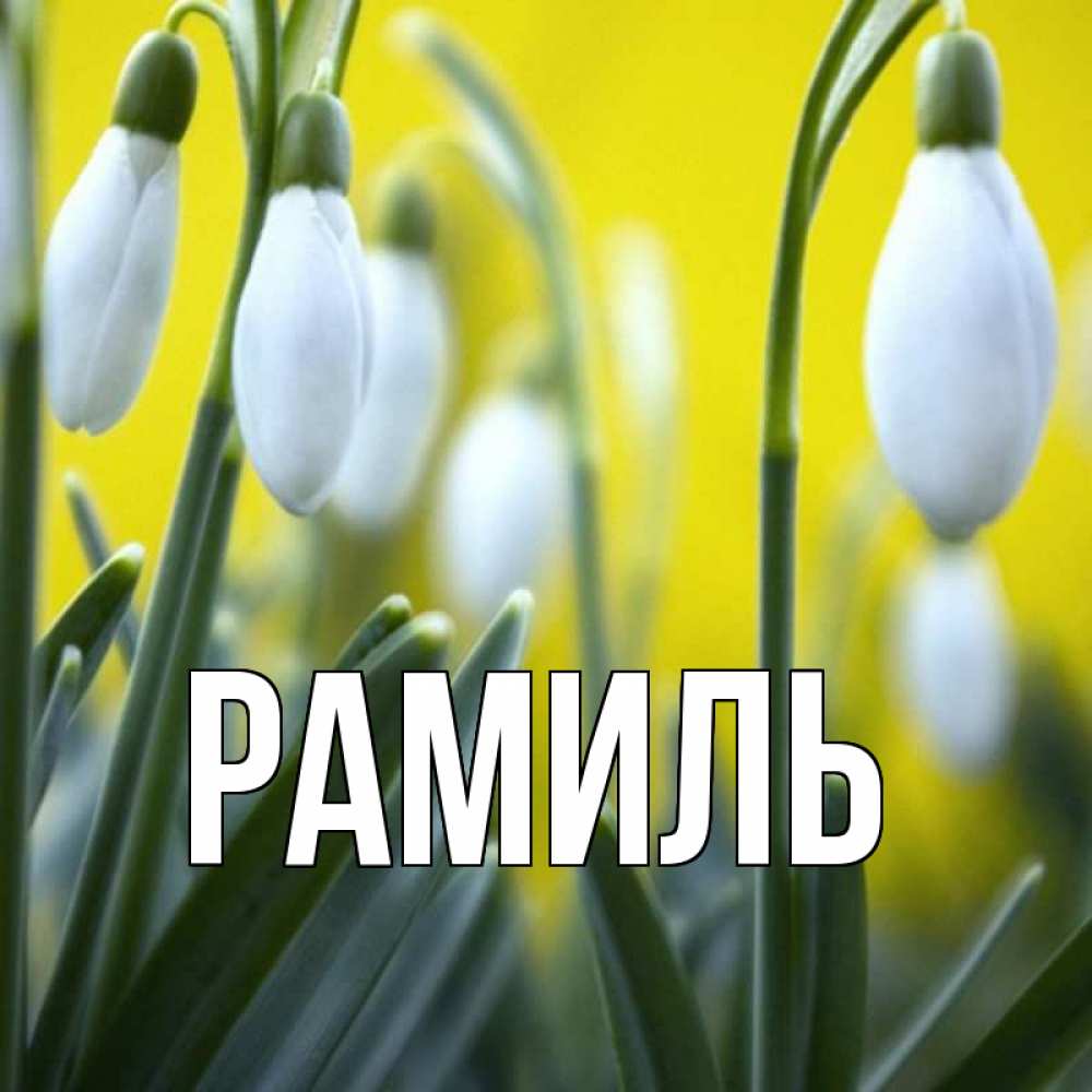 Открытка на каждый день с именем, Рамиль Главная весенние цветы Прикольная открытка с пожеланием онлайн скачать бесплатно 