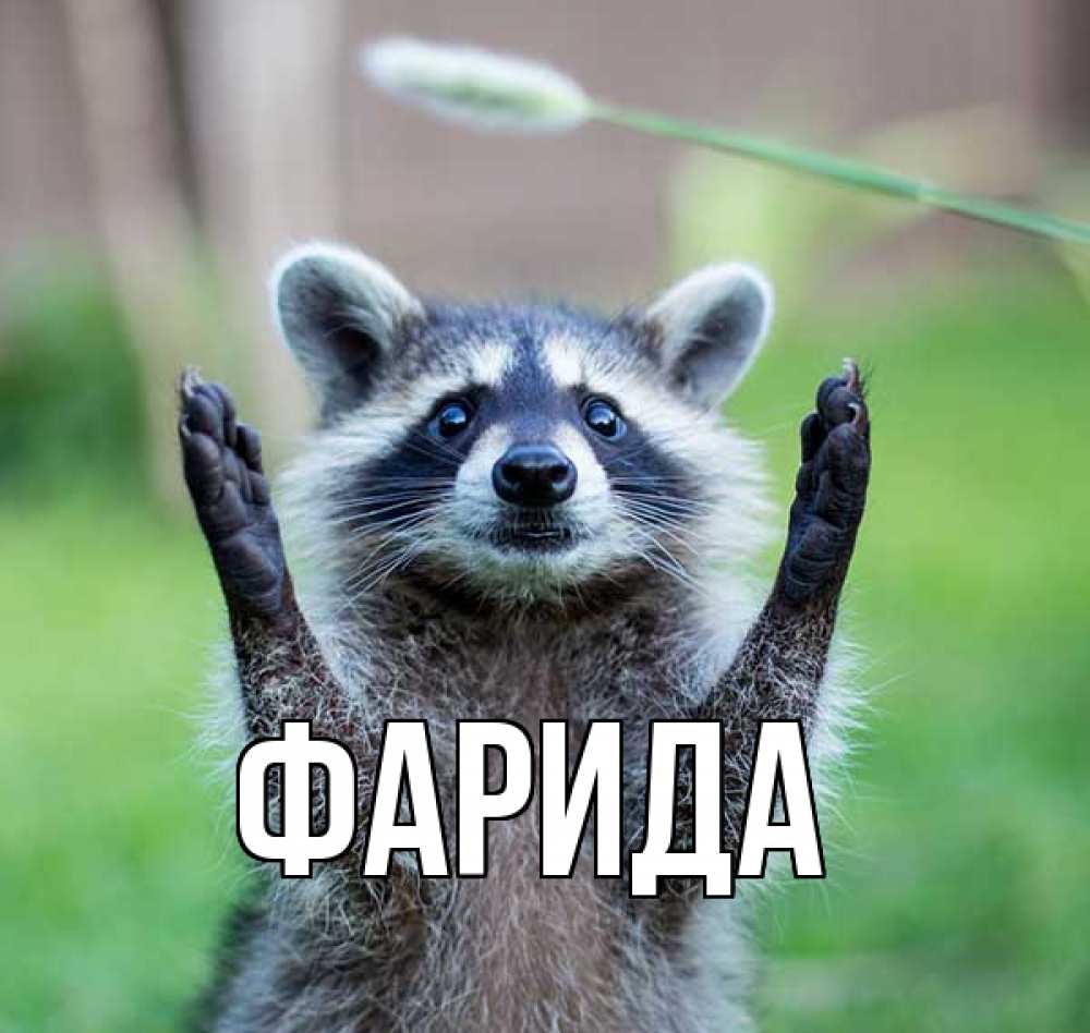 Открытка на каждый день с именем, Фарида Главная животные Прикольная открытка с пожеланием онлайн скачать бесплатно 
