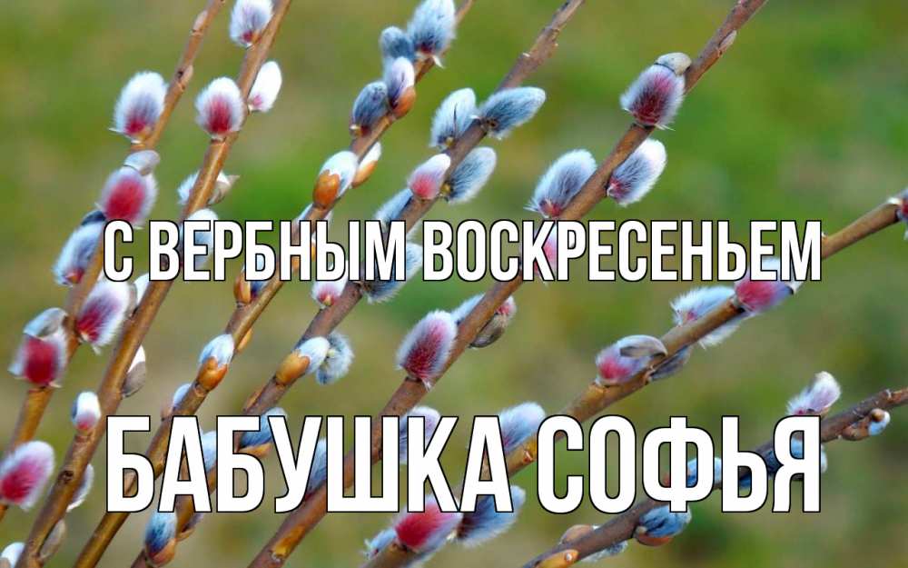 Открытка на каждый день с именем, Бабушка-Софья С вербным воскресеньем верба Прикольная открытка с пожеланием онлайн скачать бесплатно 