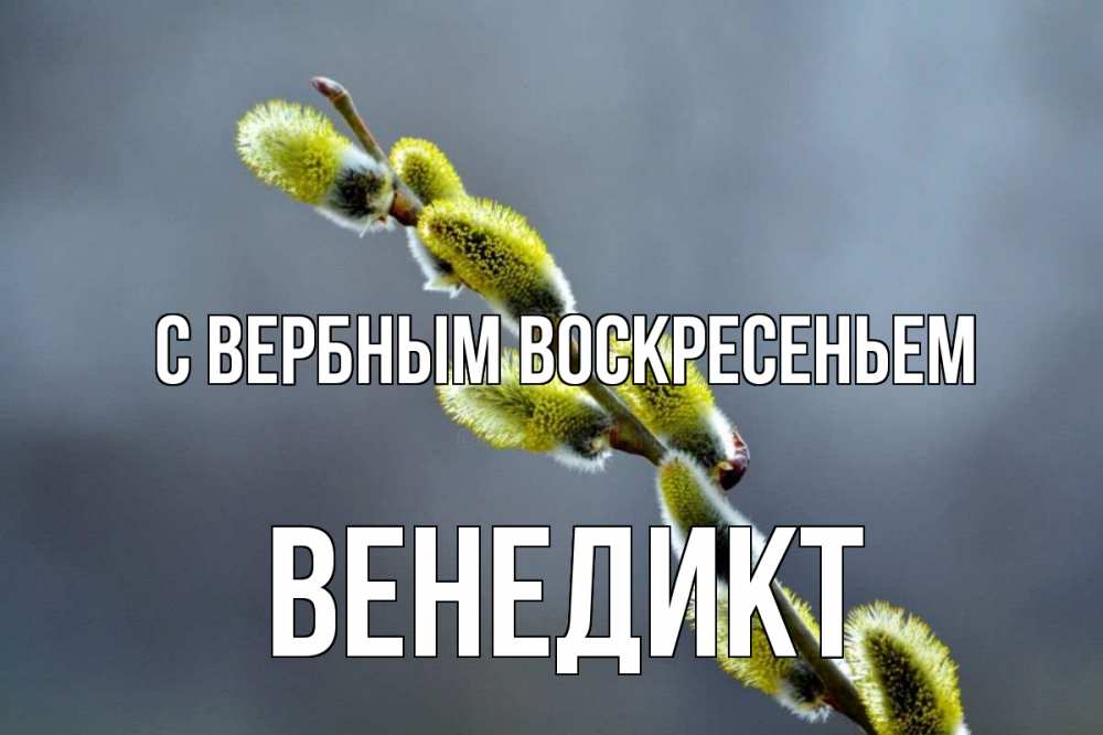 Открытка на каждый день с именем, Венедикт С вербным воскресеньем верба Прикольная открытка с пожеланием онлайн скачать бесплатно 