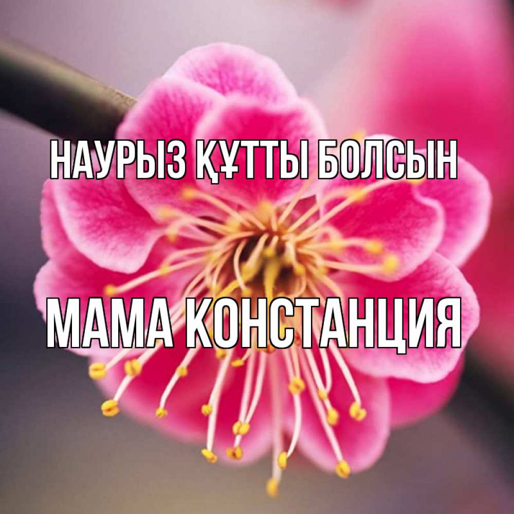 Открытка на каждый день с именем, Мама-Констанция Наурыз құтты болсын цветы Прикольная открытка с пожеланием онлайн скачать бесплатно 